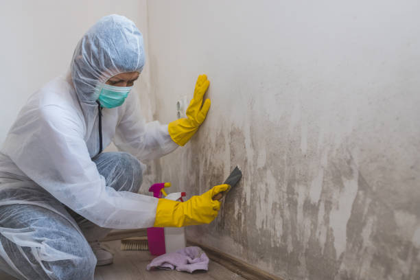 Best Attic Mold Removal  in Glasgow Village, MO