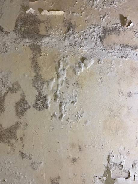 Best Local Mold Removal Service  in Glasgow Village, MO