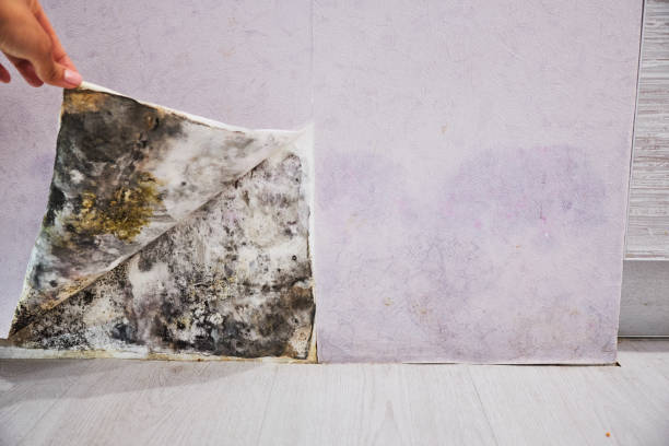 Trusted Glasgow Village, MO Mold Removal Experts